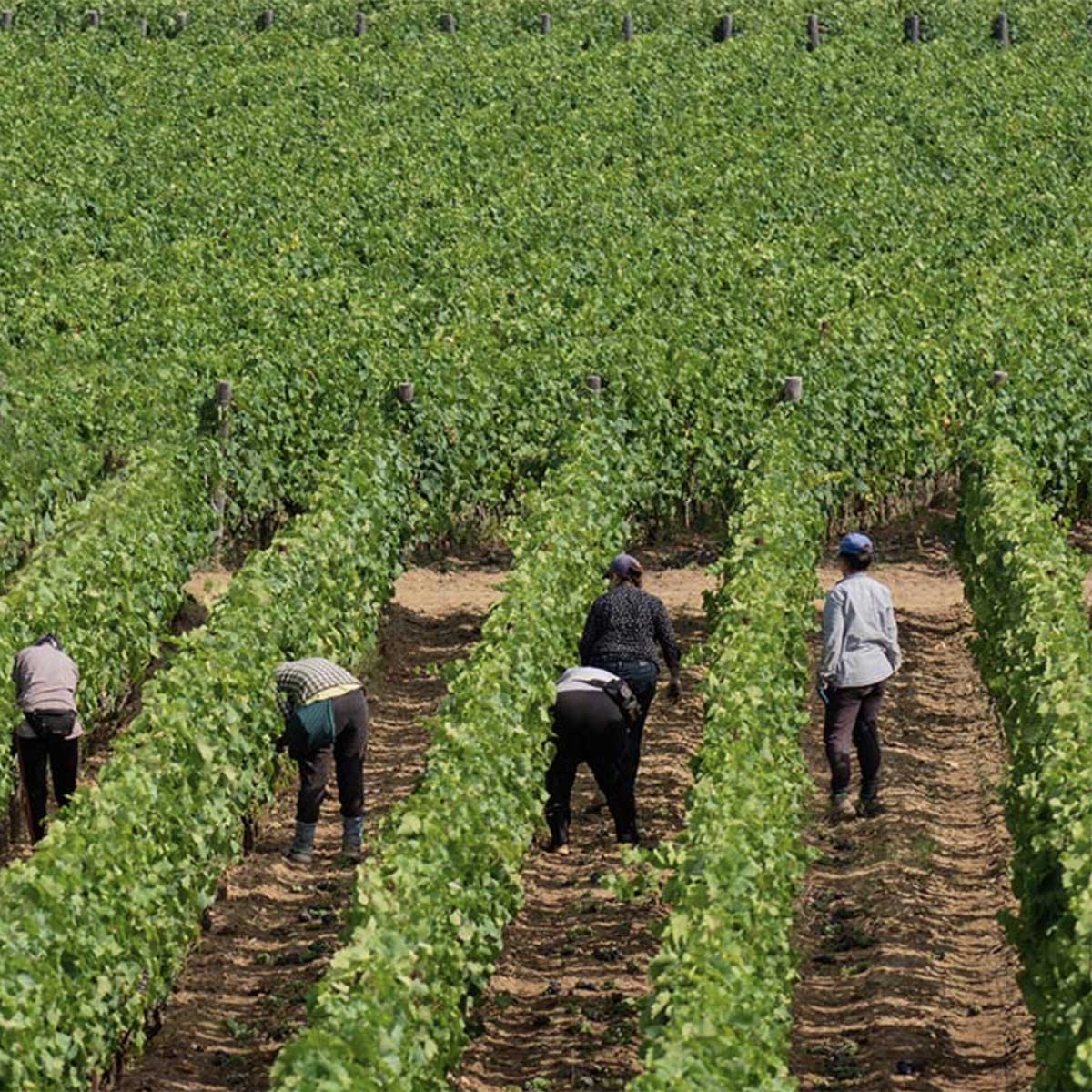 Giorno 3 |  Tour di Gallipoli e del Vino a Manduria con Pranzo